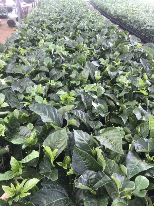 Công Ty TNHH SX & TM Ngọc Thủy Tiên