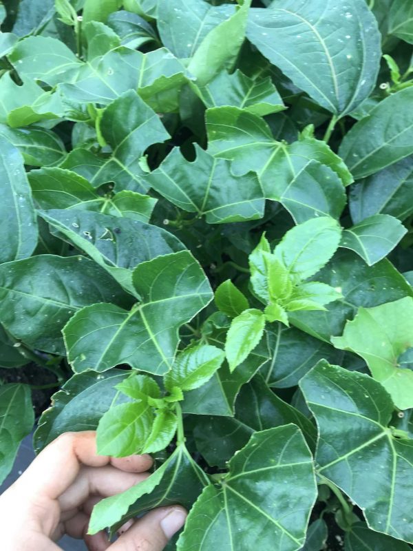 Công Ty TNHH SX & TM Ngọc Thủy Tiên