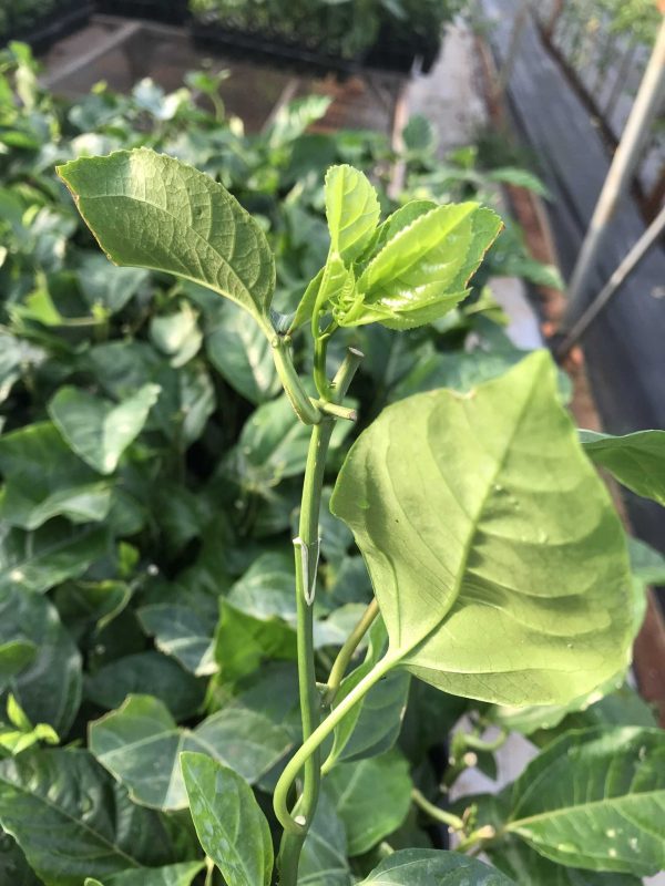 Công Ty TNHH SX & TM Ngọc Thủy Tiên