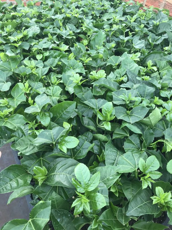 Công Ty TNHH SX & TM Ngọc Thủy Tiên