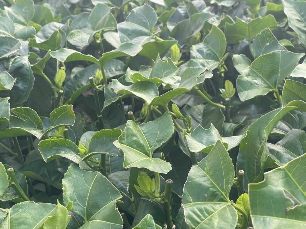 Công Ty TNHH SX & TM Ngọc Thủy Tiên