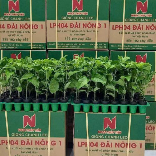 GIỐNG CHANH DÂY ĐÀI NÔNG 1
