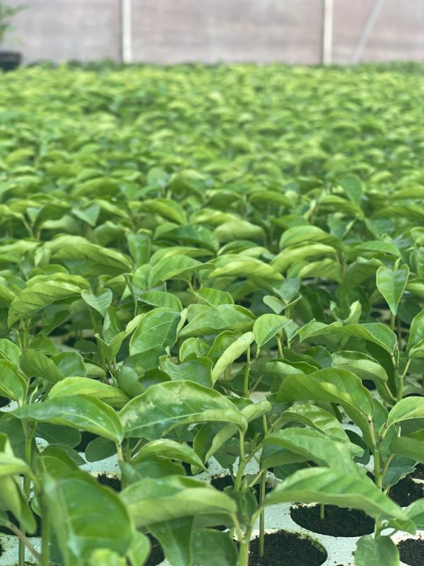 Công Ty TNHH SX & TM Ngọc Thủy Tiên