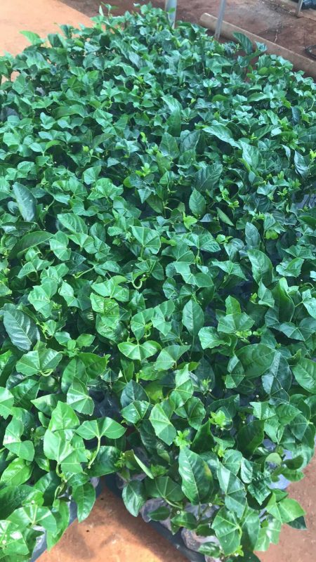 Công Ty TNHH SX & TM Ngọc Thủy Tiên