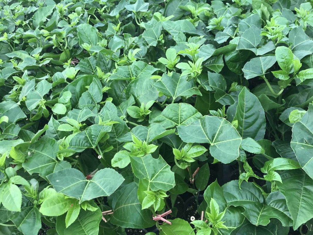 Công Ty TNHH SX & TM Ngọc Thủy Tiên