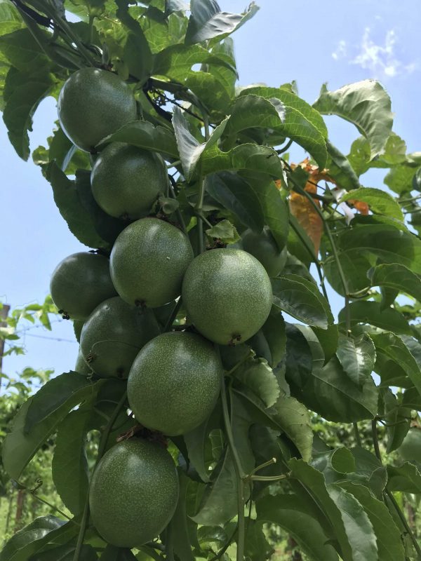 Công Ty TNHH SX & TM Ngọc Thủy Tiên