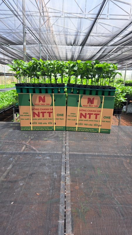 Công Ty TNHH SX & TM Ngọc Thủy Tiên