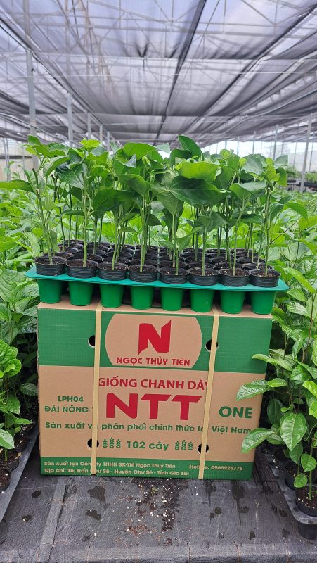 Công Ty TNHH SX & TM Ngọc Thủy Tiên