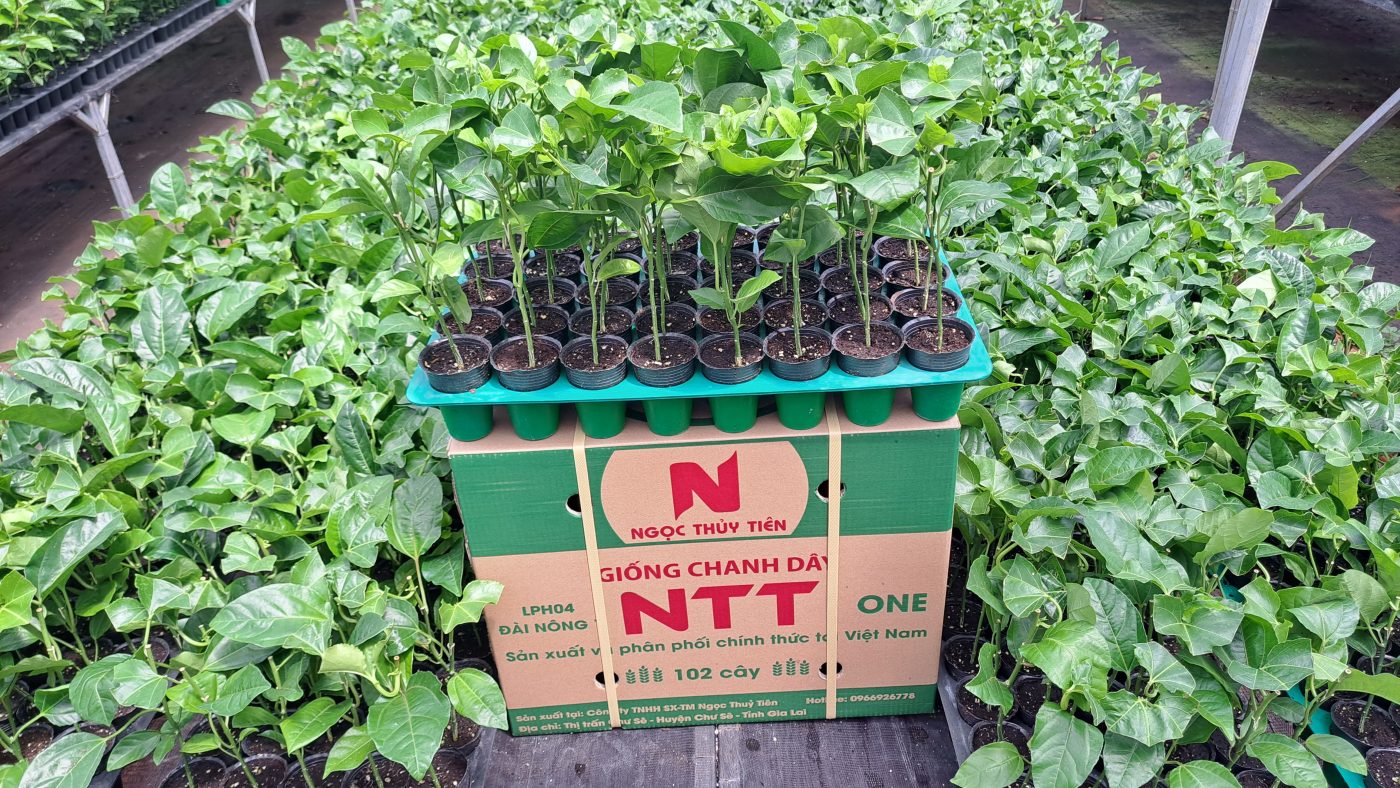 Công Ty TNHH SX & TM Ngọc Thủy Tiên