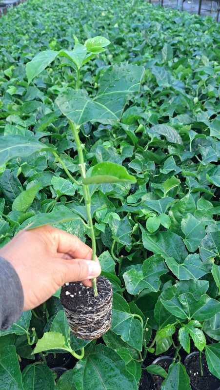 Công Ty TNHH SX & TM Ngọc Thủy Tiên