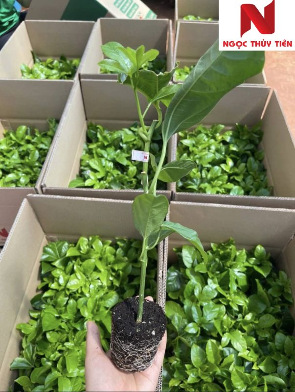 Công Ty TNHH SX & TM Ngọc Thủy Tiên