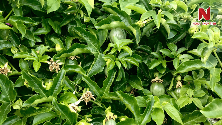 chuan-bi-dat-khi-trong-chanh-day