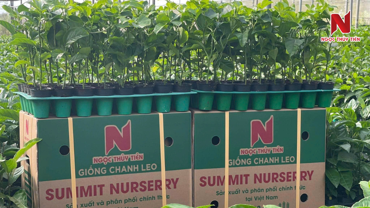 Giong-chanh-day-summit