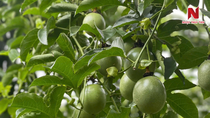 chuan-bi-dat-khi-trong-chanh-day