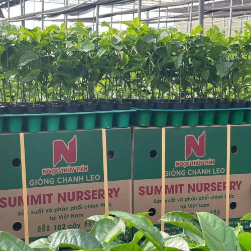 Giống chanh dây SUMMIT