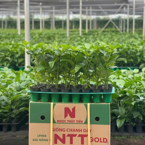 Giống chanh dây NTT GOLD