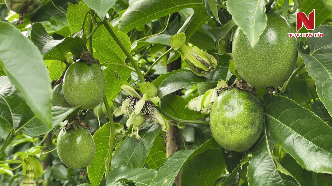 Sau-chich-hut-chanh-day