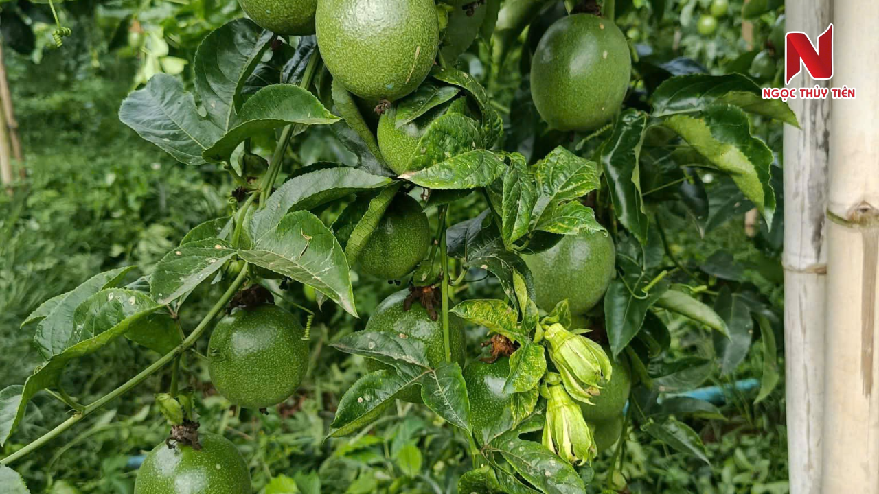 benh-phan-trang-o-chanh-day