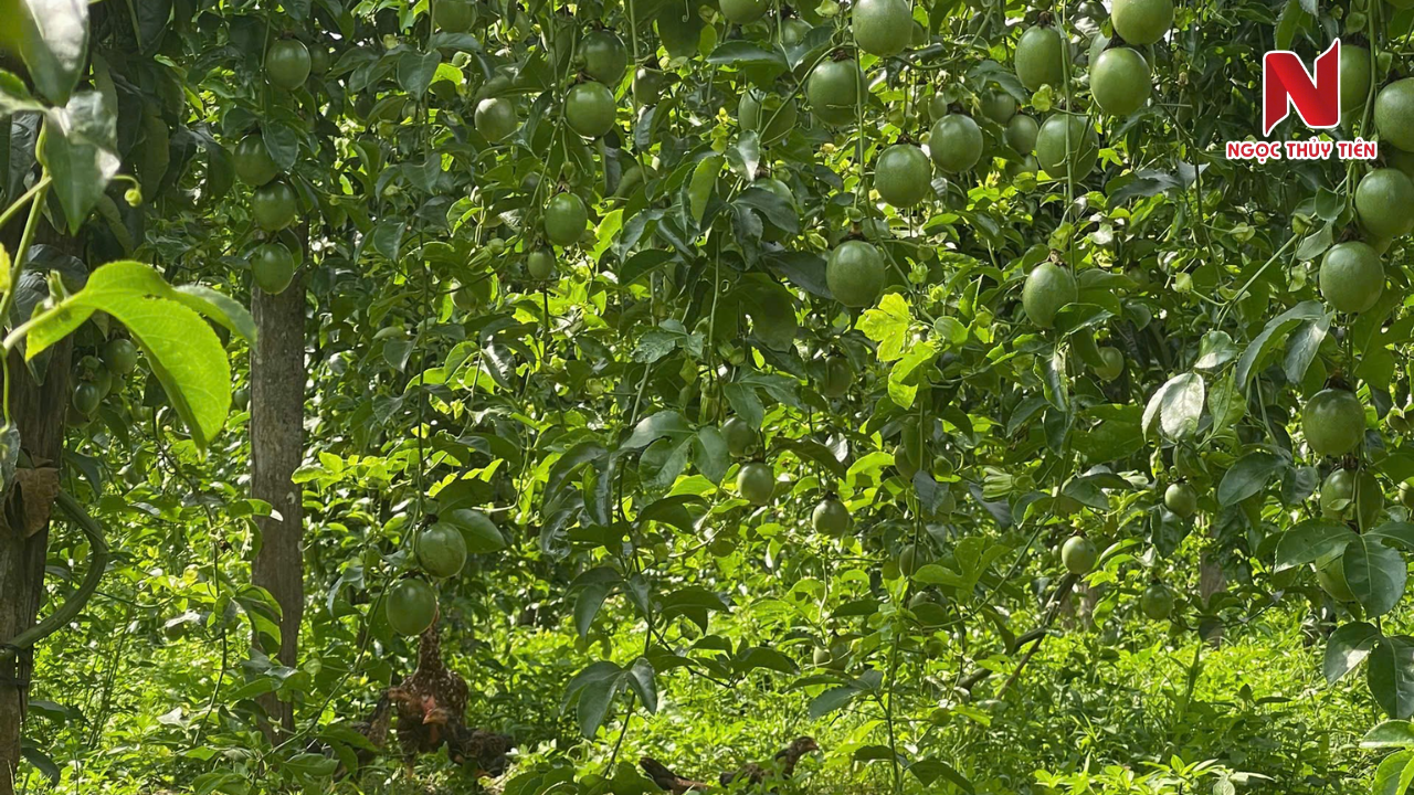 chanh-day-phat-trien-cham