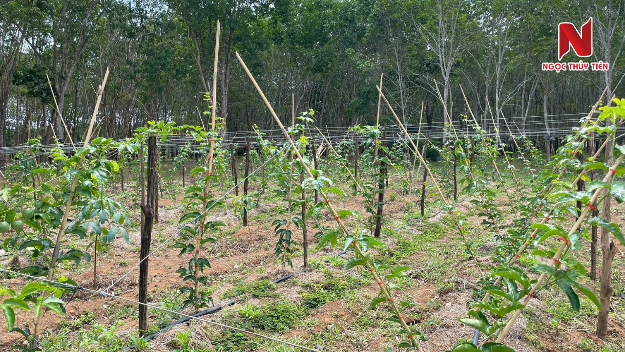 khoang-cach-trong-chanh-day