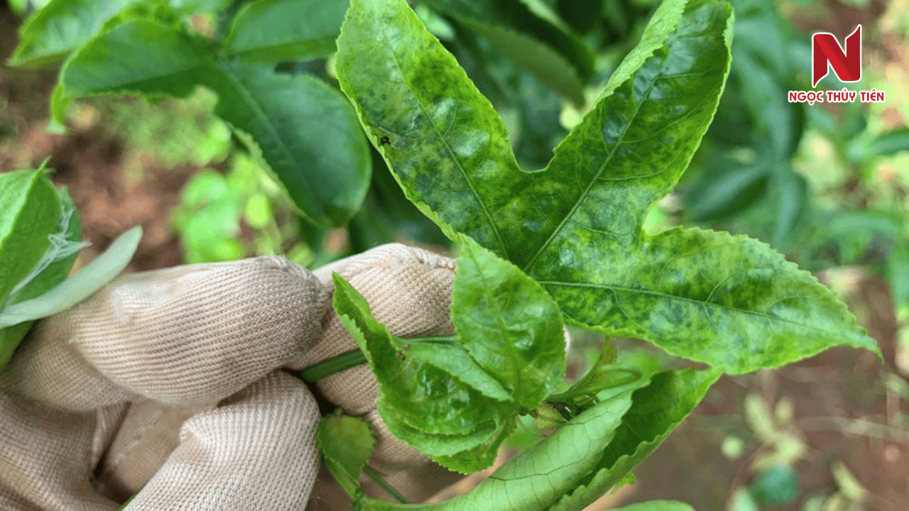 la-chanh-day-bi-cham-vang