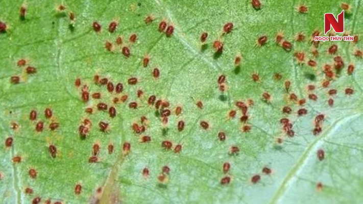 nhen-do-tren-cay-chanh-day