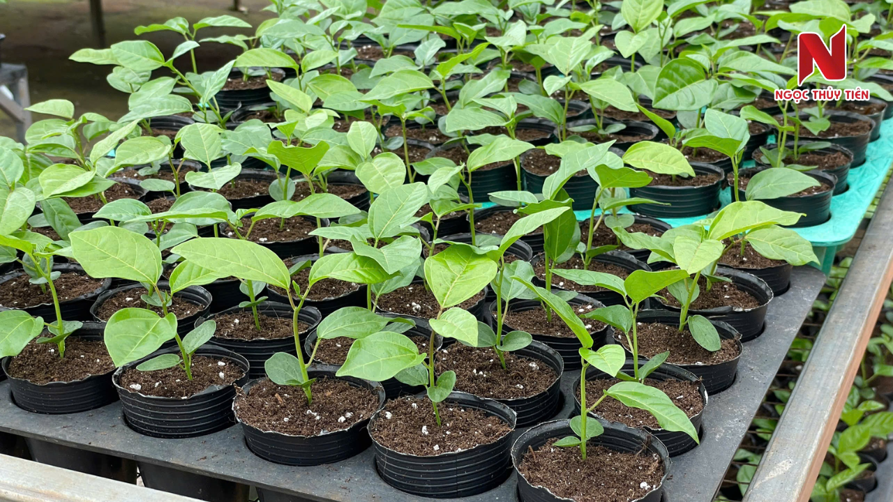 pH-dat-trong-chanh-day